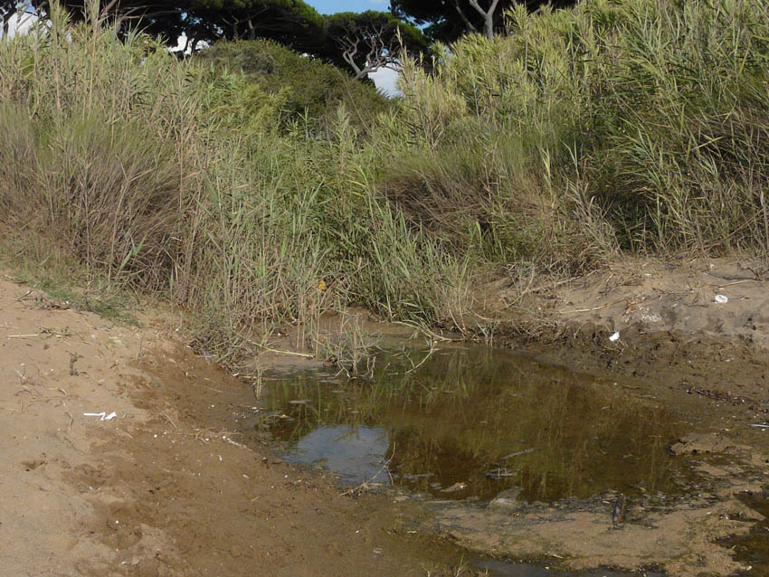 I fossi e lo stagno di Baratti (Piombino - LI)